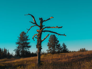 Bare tree on landscape against blue sky