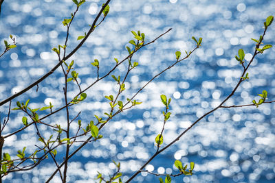 Fresh spring leaves on a blurred water background.