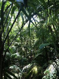 Low angle view of bamboo trees in forest