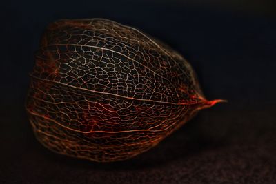 Close-up of cake against black background