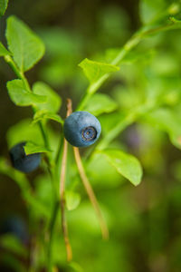 Beautiful closeup of a blueberry growing in the forest. wild food in summer. ecological food.