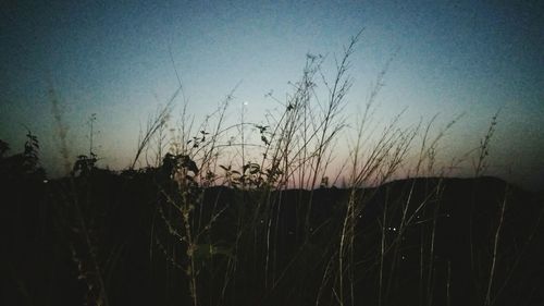 Close-up of silhouette tree against sky during sunset