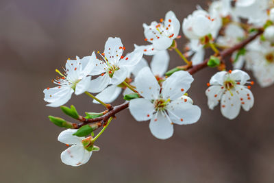 Close-up of white cherry blossoms in spring