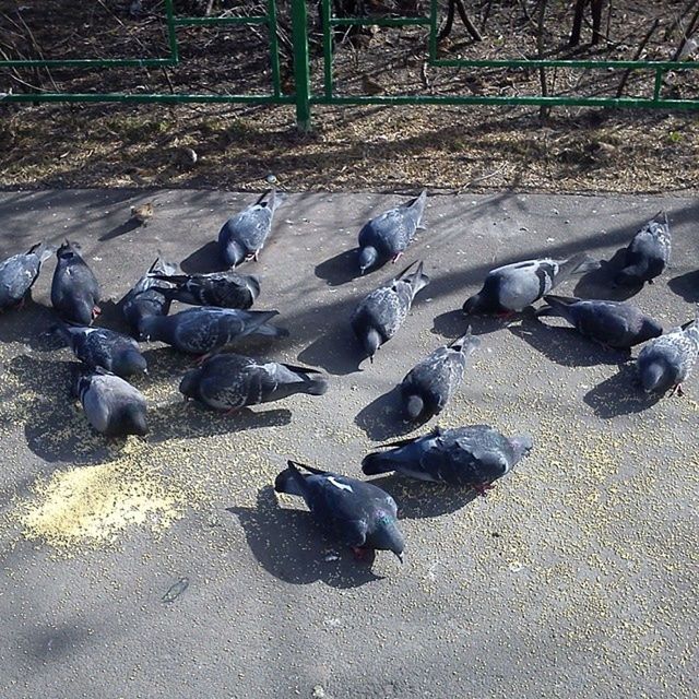 animal themes, bird, animals in the wild, wildlife, pigeon, nature, flock of birds, outdoors, day, sunlight, stone - object, beach, street, high angle view, no people, medium group of animals, sand, field, abundance