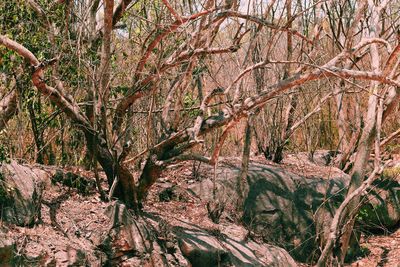 Bare trees in forest