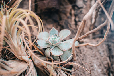 Close-up of dry plant on field