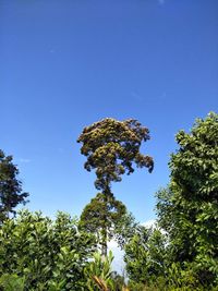 Low angle view of trees against clear blue sky