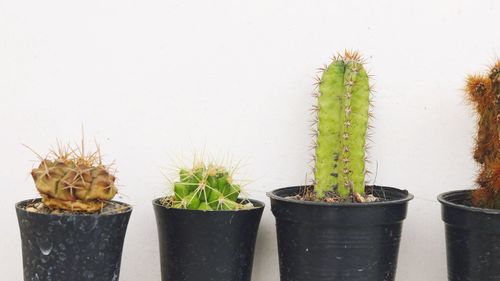 Close-up of potted plant