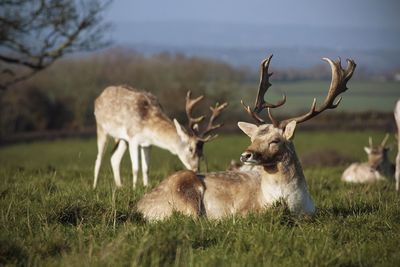 Deer in a field