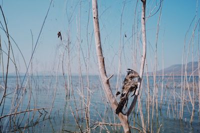View of birds perching on the sea