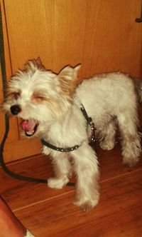domestic animals