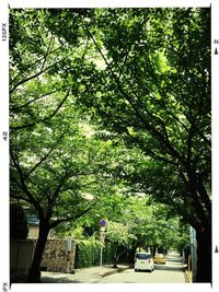 Trees along road