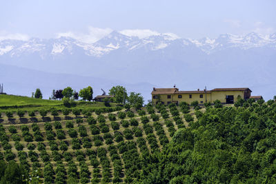 Plants growing on field against mountain range