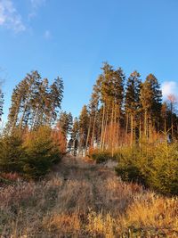 Trees growing on field against sky