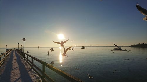 Silhouette birds flying over sea against sky during sunset