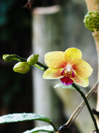 Close-up of flower blooming outdoors