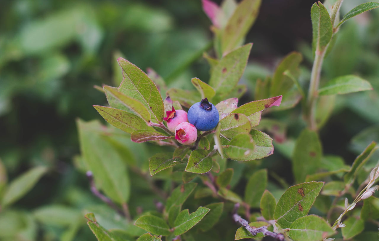 Wild blueberries