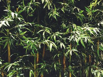 Full frame shot of bamboo trees
