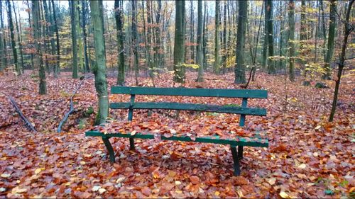 Empty bench in forest during autumn