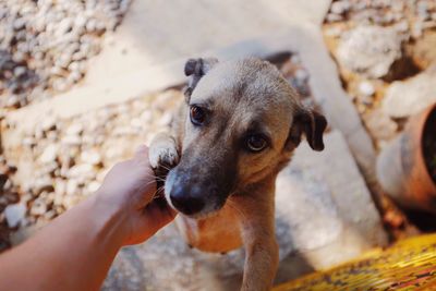 Hand stroking puppy