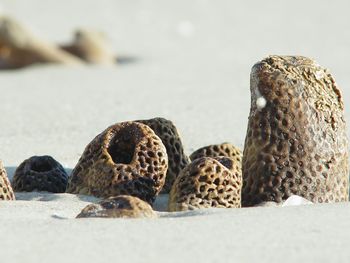 Tube sponges on beach