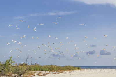 Flock of birds flying over beach