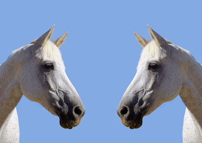 Closeup of two isolated horse heads, looking at each other, with copy space against blue sky