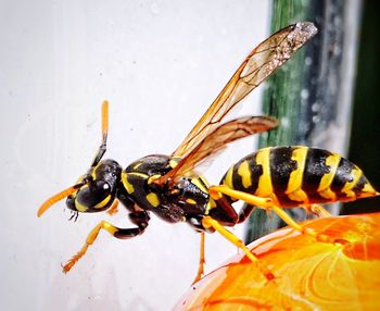 Close-up of bee on flower