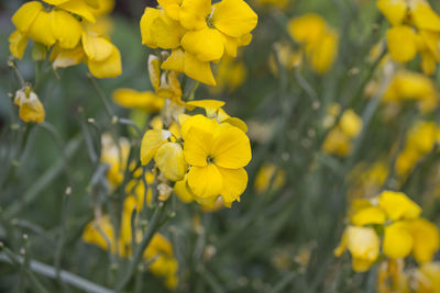 Close-up of yellow flowering plants on field