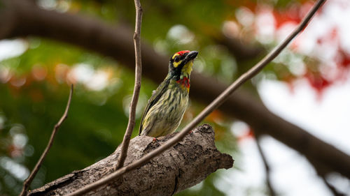 Close-up of bird perching on branch