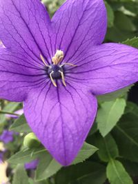 Close-up of purple flower blooming outdoors