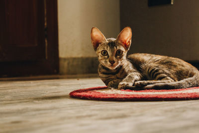 Portrait of a cat resting on floor at home