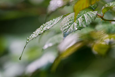 Raindrops on a green leaf