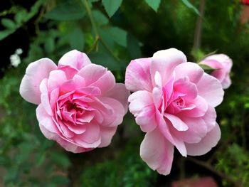 Close-up of pink flowering plant