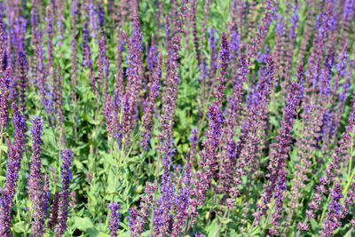 Blue sage salvia nemorosa in flowerbed. full frame