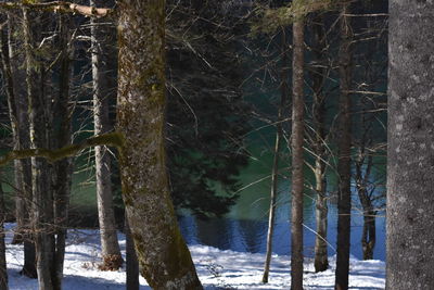 View of trees in forest during winter