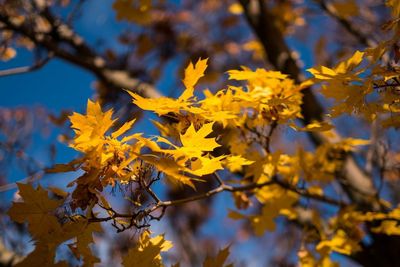 Low angle view of yellow leaves against sky