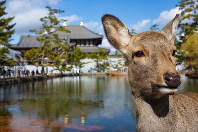 Deer at nara park, japan.