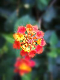 Close-up of marigold blooming in park