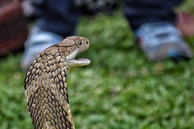 Low section of lizard on grass