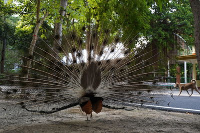 View of a bird on a field