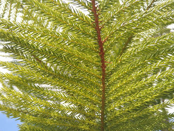 Low angle view of palm tree against sky