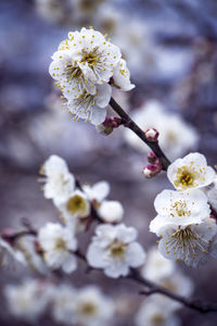 Close-up of white cherry blossom