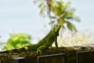 Close-up of lizard on tree against sky