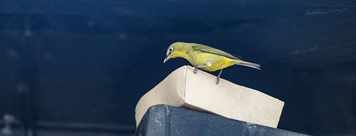 Close-up of bird perching on wood