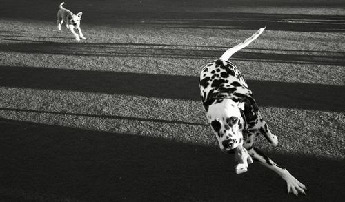 Dog walking on road