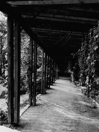 Empty road along trees