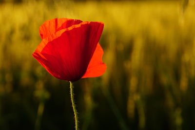 Close-up of red poppy flower on field