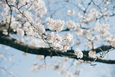 Low angle view of cherry blossoms against  blue sky on a spring morning