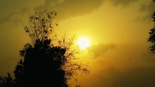 Close-up of tree against sunset